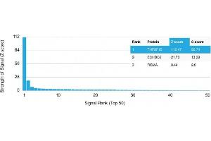 Analysis of Protein Array containing more than 19,000 full-length human proteins using TNFS15 / VEGI Recombinant Mouse Monoclonal Antibody (rVEGI/1283).