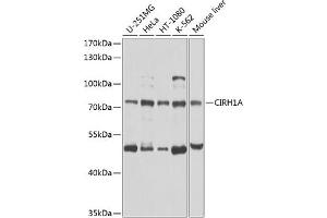 Western blot analysis of extracts of various cell lines, using CIRH1A antibody (ABIN6133490, ABIN6138631, ABIN6138632 and ABIN6224701) at 1:1000 dilution. (CIRH1A anticorps  (AA 497-686))