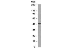 Western blot testing of human spleen lysate with CD63 antibody (clone NKI/C3). (CD63 anticorps)