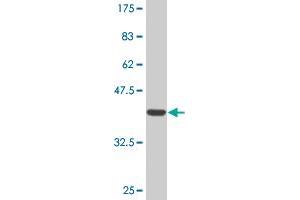 Western Blot detection against Immunogen (36.