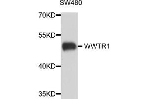 Western blot analysis of extracts of SW480 cells, using WWTR1 antibody. (TAZ anticorps)