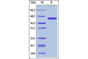 Biotinylated Human OX40 Ligand, Avitag,Fc Tag on  under reducing (R) condition.