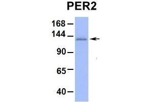 Host:  Rabbit  Target Name:  PER2  Sample Type:  Hum. (PER2 anticorps  (Middle Region))