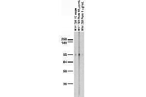 anti-Hyperpolarization Activated Cyclic Nucleotide-Gated Potassium Channel 3 (HCN3) (AA 660-779), (C-Term), (Cytosolic) antibody