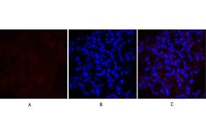 Immunofluorescence analysis of rat lung tissue. (MEK1/2 anticorps)