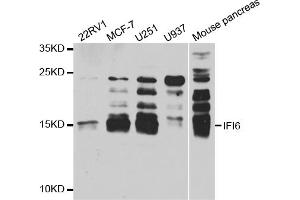 Western blot analysis of extracts of various cell lines, using IFI6 antibody (ABIN5973630) at 1/1000 dilution. (IFI6 anticorps)