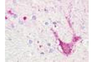Anti-TAAR5 antibody IHC of human brain, thalamus, neurons and glia. (TAAR5 anticorps  (Extracellular Domain))