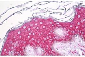 Anti-SERINC2 antibody IHC staining of human skin, epidermis. (SERINC2 anticorps  (AA 341-390))