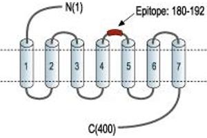 Adrenergic, beta-3-, Receptor (ADRB3) peptide