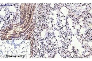 Immunohistochemical analysis of paraffin-embedded rat lung tissue.