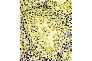DGKK Antibody IHC analysis in formalin fixed and paraffin embedded mouse testis tissue followed by peroxidase conjugation of the secondary antibody and DAB staining.