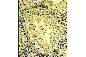 DGKK Antibody IHC analysis in formalin fixed and paraffin embedded mouse testis tissue followed by peroxidase conjugation of the secondary antibody and DAB staining. (DGKK anticorps  (C-Term))