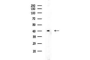 Western blot analysis of lysates from  cells(heat-shock,45 min treatment), using TACO1/CCDC44 Antibody at 1/1000 dilution.