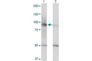 Western Blot analysis of HELLS expression in transfected 293T cell line by HELLS monoclonal antibody (M01), clone 1D10. (HELLS anticorps  (AA 1-348))
