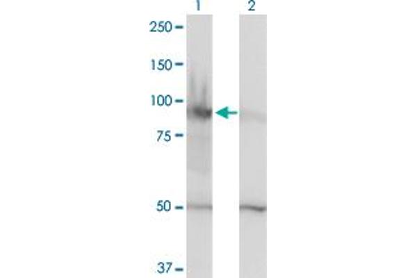 HELLS anticorps  (AA 1-348)