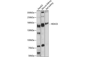 Western blot analysis of extracts of various cell lines, using HD antibody (ABIN6128055, ABIN6141682, ABIN6141685 and ABIN6215133) at 1:1000 dilution. (HDAC6 anticorps  (AA 836-1104))