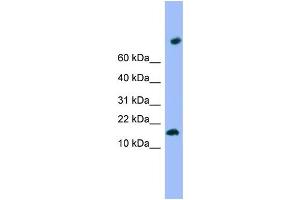 WB Suggested Anti-TMEM42 Antibody Titration: 0. (TMEM42 anticorps  (N-Term))