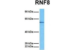 Host:  Rabbit  Target Name:  RNF8  Sample Tissue:  Human MCF7  Antibody Dilution:  1. (RNF8 anticorps  (C-Term))