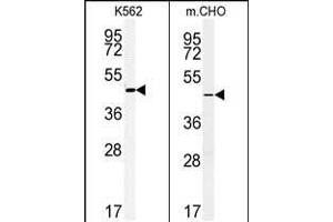 (LEFT)Western blot analysis of ENTPD8 Antibody (C-term) (ABIN651354 and ABIN2840197) in K562 cell line lysates (35 μg/lane). (ENTPD8 anticorps  (C-Term))