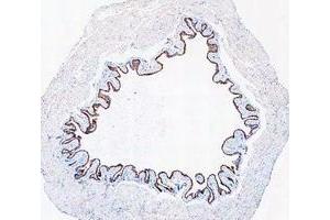IHC analysis of Cytokeratin 20/Krt20 using anti-Cytokeratin 20/Krt20 antibody (ABIN7601133). (KRT20 anticorps  (AA 29-431))