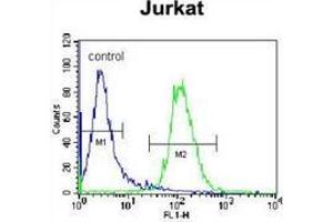 Flow cytometric analysis of Jurkat cells (right histogram) compared to a negative control cell (left histogram) using NKD2  Antibody (C-term), followed by FITC-conjugated donkey-anti-rabbit secondary antibodies.