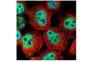 ICC/IF Image Confocal immunofluorescence analysis (Olympus FV10i) of paraformaldehyde-fixed A431, using RACGAP1, antibody (Green) at 1:500 dilution.