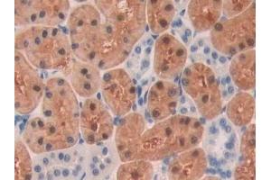 Detection of SDH in Rat Kidney Tissue using Polyclonal Antibody to Sorbitol Dehydrogenase (SDH)