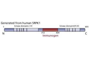 Image no. 3 for anti-SRSF Protein Kinase 1 (SRPK1) (AA 312-434) antibody (ABIN968353) (SRPK1 anticorps  (AA 312-434))