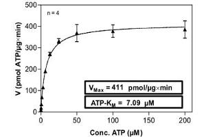 AKT3 Protein (AA 106-479) (His-GST)
