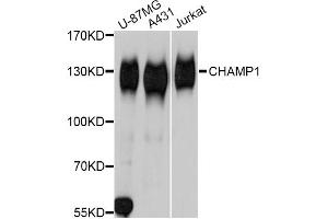 Western blot analysis of extracts of various cell lines, using CHAMP1 Antibody. (ZNF828 anticorps)