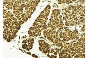ABIN6269087 at 1/100 staining Mouse pancreas tissue by IHC-P. (HSP27 anticorps  (Internal Region))