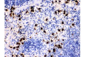 Anti- MRP8 Picoband antibody, IHC(P) IHC(P): Mouse Spleen Tissue