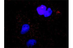 Proximity Ligation Analysis of protein-protein interactions between MAPK3 and CASP9. (Caspase 9 anticorps  (AA 1-416))