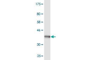 Western Blot detection against Immunogen (36.