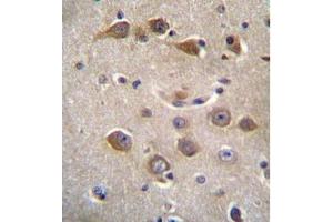 anti-RAB40A, Member RAS Oncogene Family-Like (RAB40AL) (AA 14-44), (N-Term) antibody