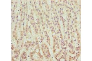 Immunohistochemistry of paraffin-embedded human adrenal gland tissue using ABIN7159608 at dilution of 1:100 (MSRB3 anticorps  (AA 1-185))