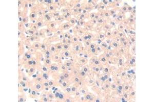 IHC-P analysis of Mouse Tissue, with DAB staining. (HRG anticorps  (AA 93-328))