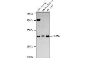 Western blot analysis of extracts of various cell lines, using CLDN2 antibody (ABIN6127702, ABIN6138683, ABIN6138686 and ABIN6218321) at 1:1000 dilution. (Claudin 2 anticorps  (AA 30-230))