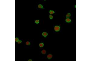 Immunofluorescence Analysis of Jurkat cells labeling PD-L2 with PD-L2 Mouse Monoclonal Antibody (PDL2/2676) followed by Goat anti-Mouse IgG-CF488 (Green). (PDCD1LG2 anticorps  (AA 27-220))