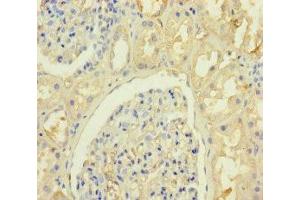 Immunohistochemistry of paraffin-embedded human kidney tissue using ABIN7157356 at dilution of 1:100 (KRTAP8-1 anticorps  (AA 1-63))