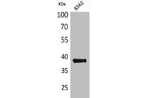 Western Blot analysis of K562 cells using CD1C Polyclonal Antibody