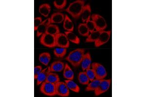 Confocal immunofluorescence analysis of HeLa cells using RPL27 Polyclonal Antibody (ABIN6133040, ABIN6147127, ABIN6147128 and ABIN6216885) at dilution of 1:200. (RPL27 anticorps  (AA 1-136))
