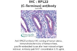 Image no. 4 for anti-Ribosomal Protein L22 (RPL22) (C-Term) antibody (ABIN1738940) (RPL22 anticorps  (C-Term))