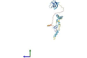AlphaFold protein structure predicition of Mouse Recombinant Nebl Protein, UniprotID Q9DC07