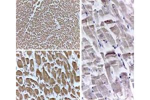 Rabbit Anti-PPAR delta (N terminal specific) 1:500