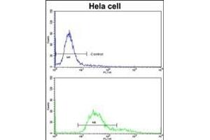 Flow cytometric analysis of hela cells using TOA Antibody (C-term)(bottom histogram) compared to a negative control cell (top histogram)FITC-conjugated goat-anti-rabbit secondary antibodies were used for the analysis. (TOM70 anticorps  (C-Term))