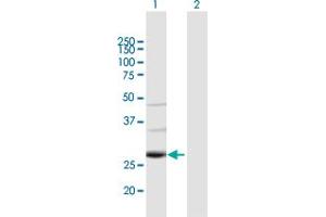 Western Blot analysis of TAF9B expression in transfected 293T cell line by TAF9B MaxPab polyclonal antibody.