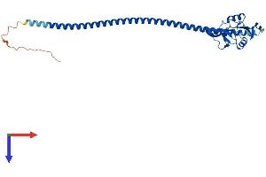 AlphaFold protein structure predicition of Human Recombinant CLEC4G Protein, UniprotID Q6UXB4