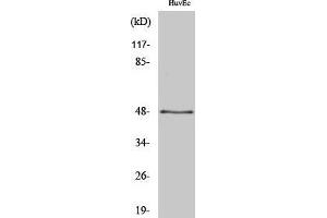 Western Blotting (WB) image for anti-Synaptotagmin XIII (SYT13) (Internal Region) antibody (ABIN3177565) (SYT13 anticorps  (Internal Region))