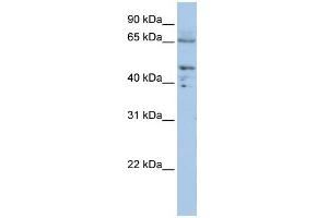 WB Suggested Anti-DLAT  Antibody Titration: 0. (DLAT anticorps  (C-Term))
